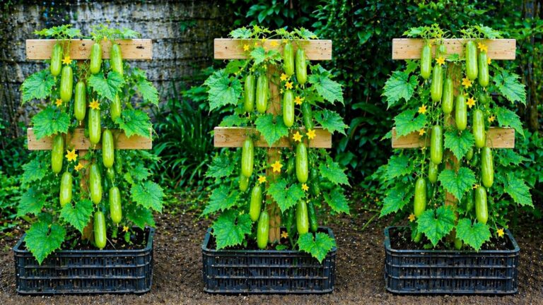 Questo semplice gesto trasforma il tuo balcone in un giardino di cetrioli…
