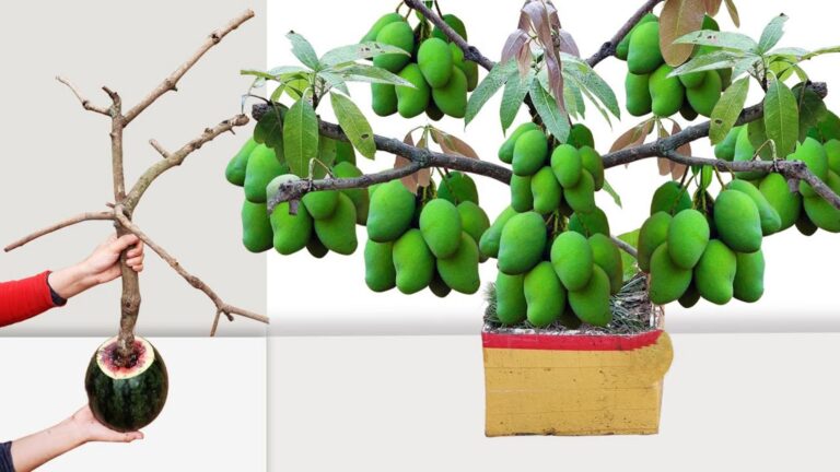 Questo metodo geniale trasforma l’albero di mango in un giardino fiorente…