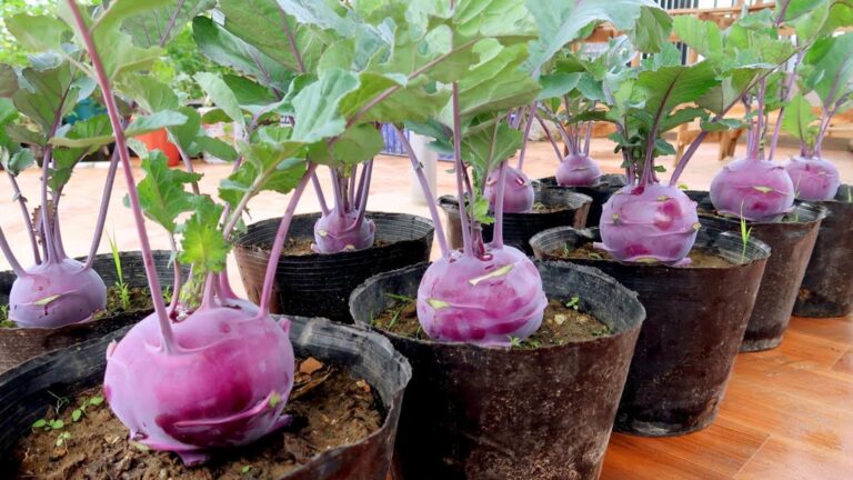 Alcuni giardinieri usano un metodo straordinario per crescere il kohlrabi viola a casa…