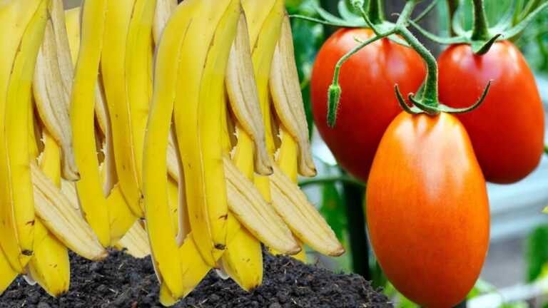 Un vecchio trucco per trasformare le bucce di banana in un fertilizzante potente…