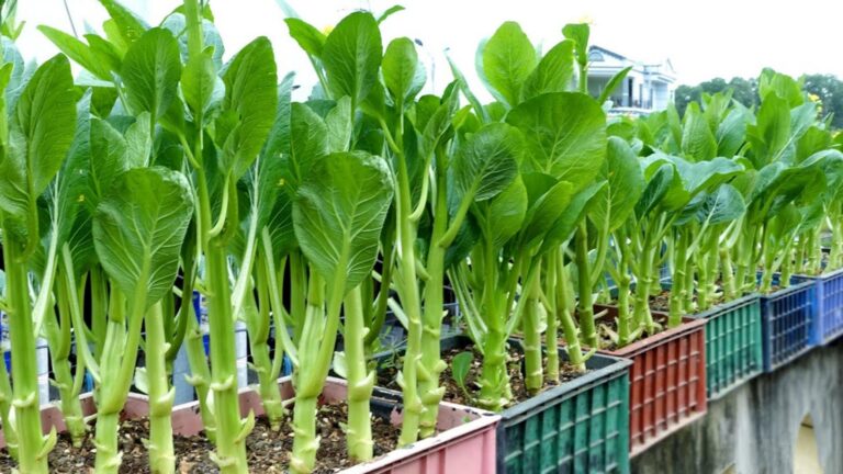 Questo semplice gesto trasforma piccoli spazi in un orto rigoglioso… scoprilo subito!