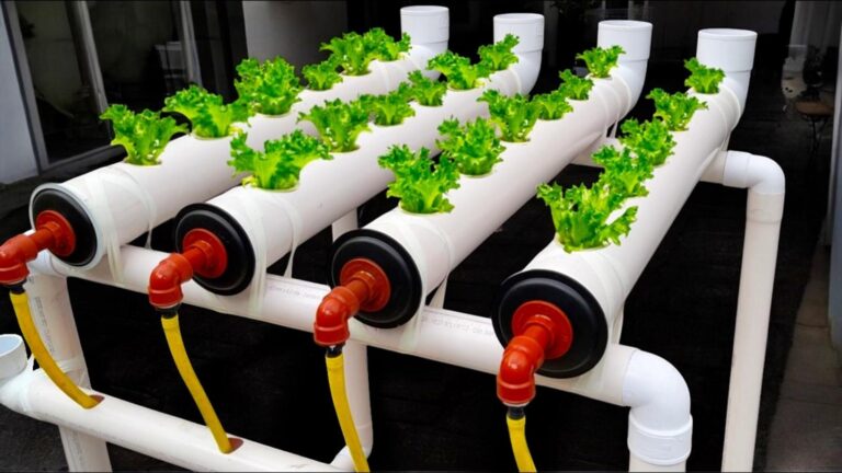 Questo semplice gesto trasforma la tua idroponica in un giardino rigoglioso…