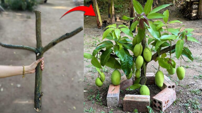 Questo semplice gesto trasforma il tuo mango in un albero da frutto in pochi mesi…