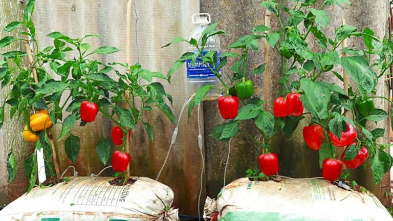 Questo semplice gesto trasforma il tuo balcone in un giardino di peperoni…