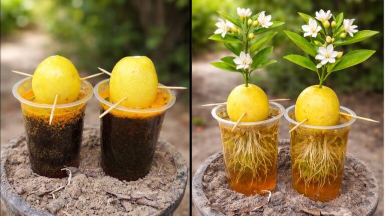 Un metodo sorprendente per far crescere un limone da un frutto… vedrai i risultati!