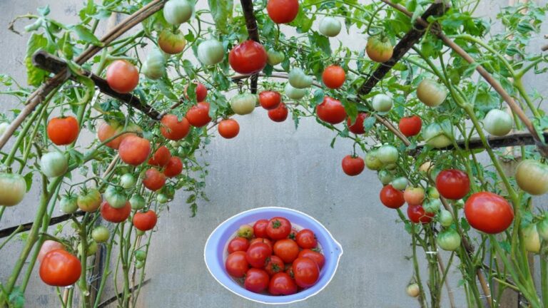 Questo semplice gesto trasformerà il tuo orto in un paradiso di pomodori…