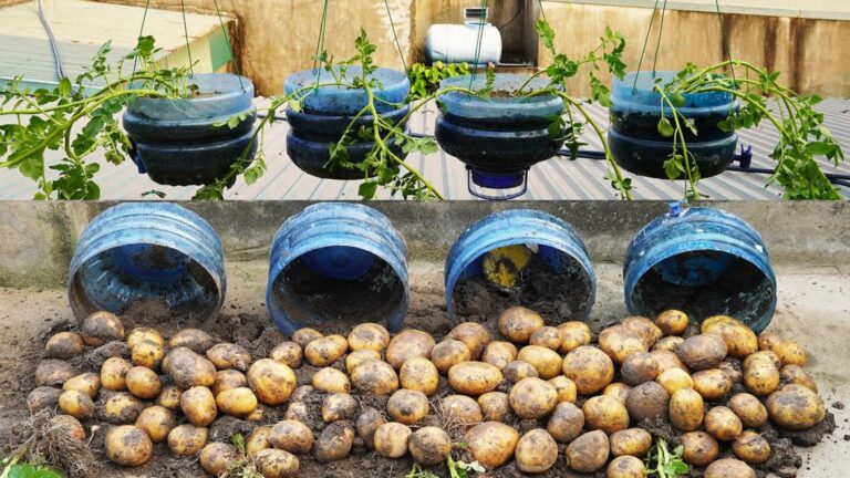 Questo trucco semplice può raddoppiare la tua raccolta di patate…