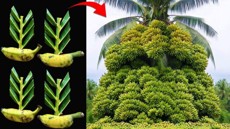 Questo trucco sorprendente trasforma foglie di cocco in banane mature…