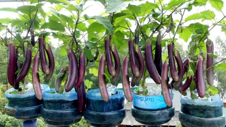 Questo semplice gesto trasforma bottiglie di plastica in piante di melanzane…