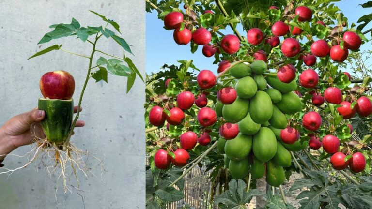 Un vecchio trucco per combinare papaya e mela e avere due frutti su un solo ramo…