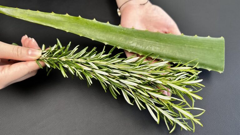 Questo semplice gesto con aloe e rosmarino purifica il corpo dai tossine…