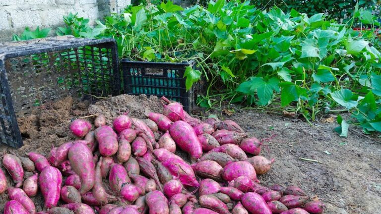 Questo metodo semplice per coltivare patate dolci ti sorprenderà…
