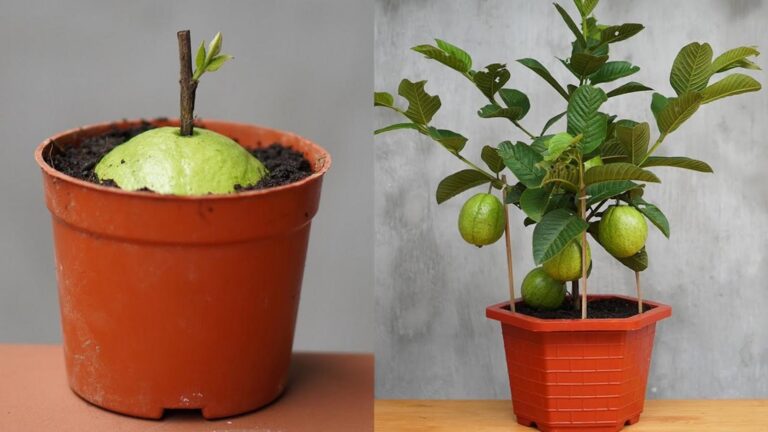 Questo semplice gesto trasforma il tuo balcone in un frutteto di guaiava…