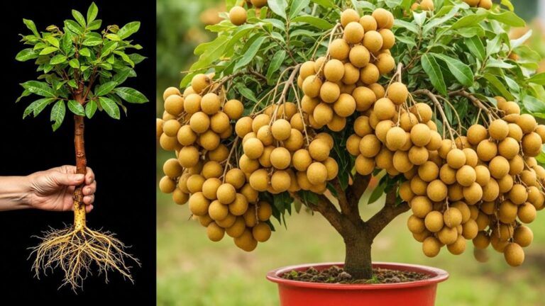Questo metodo naturale con l’aloe farà fruttificare i tuoi longan in poche settimane…
