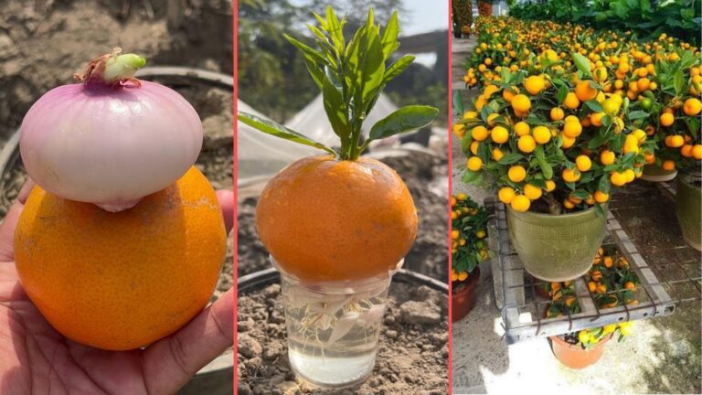 Questo semplice gesto fa crescere aranci carichi di frutti… scopri il segreto!