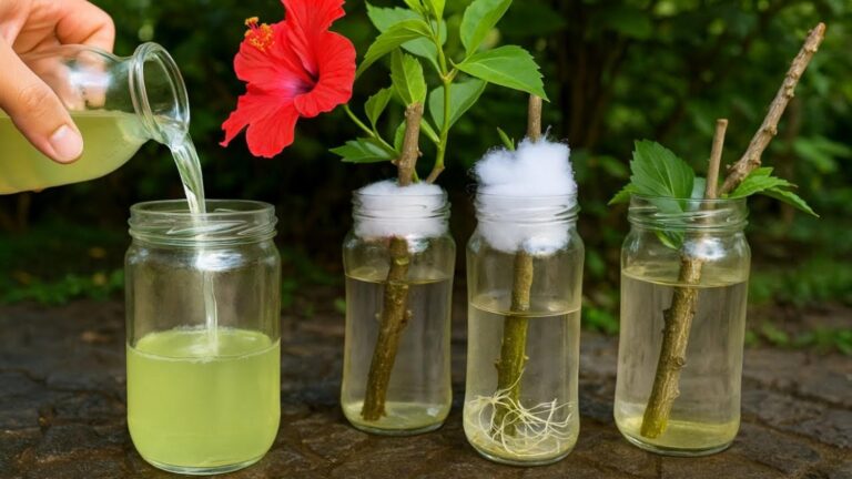 Questo semplice gesto trasforma rami in radici forti… scopri il segreto dell’acqua attiva!