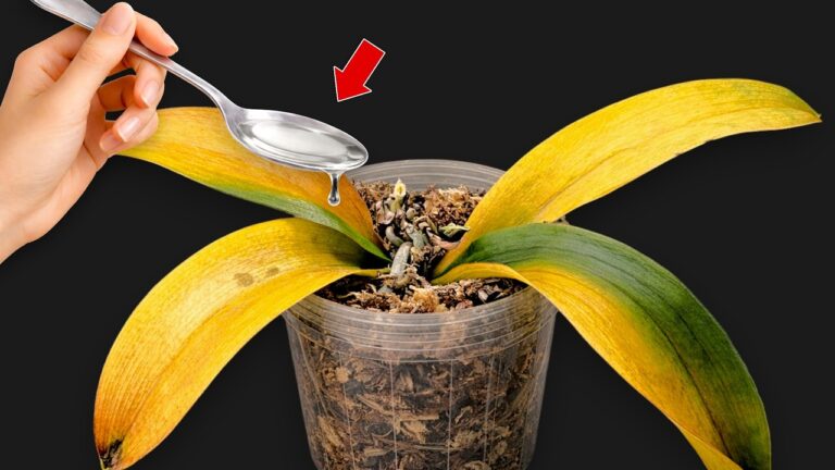 5 consigli per fare fiorire la tua orchidea in modo sorprendente!