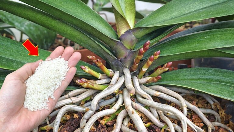 Fai sbocciare le tue orchidee con 1 fetta a settimana: +500% di fiori!