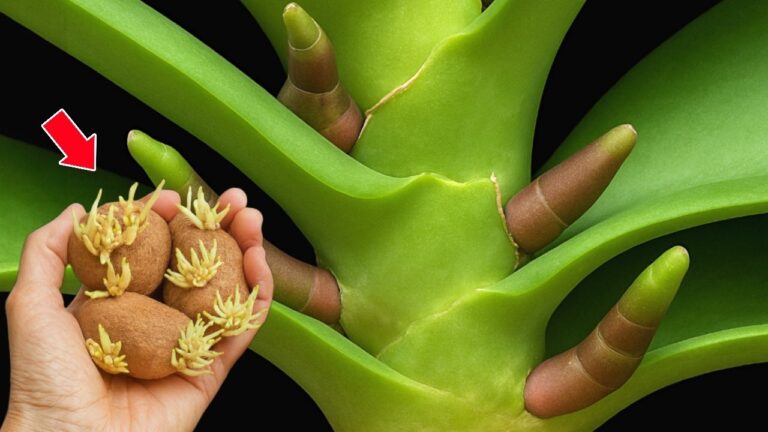 5 semplici passi per far fiorire la tua orchidea non fiorente!