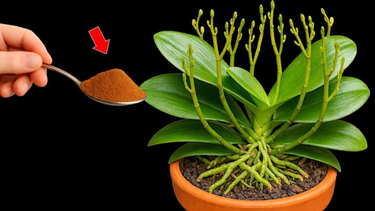 5 segreti per far fiorire le orchidee tutto l’anno! Scopri come ottenerlo.