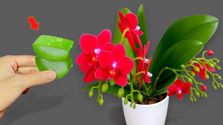 Scopri come far fiorire 100 radici di orchidee tutto l’anno!
