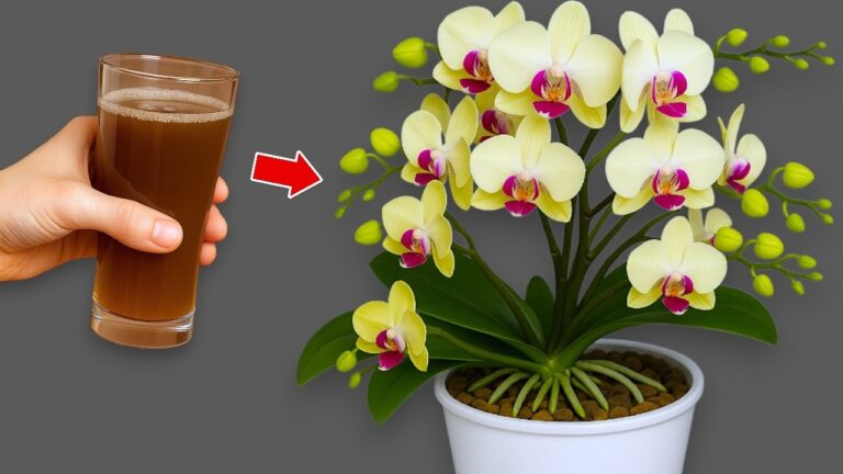 5 segreti per far fiorire le orchidee: scopri come avere fiori ogni settimana!