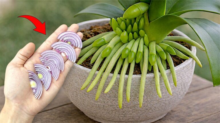 Scopri come aumentare del 500% i fiori della tua orchidea in 7 semplici passi!