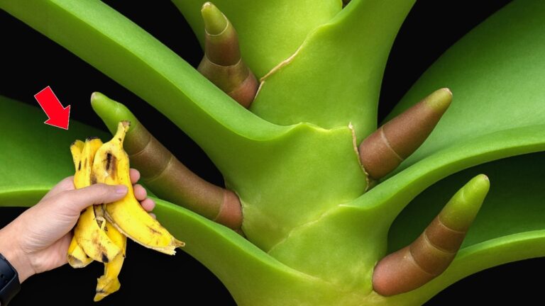 Scopri il trucco per far fiorire le orchidee fino a 3 mesi!