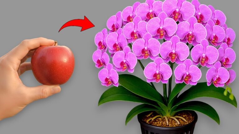 Scopri 5 segreti per trasformare il tuo giardino di orchidee in un paradiso fiorito!