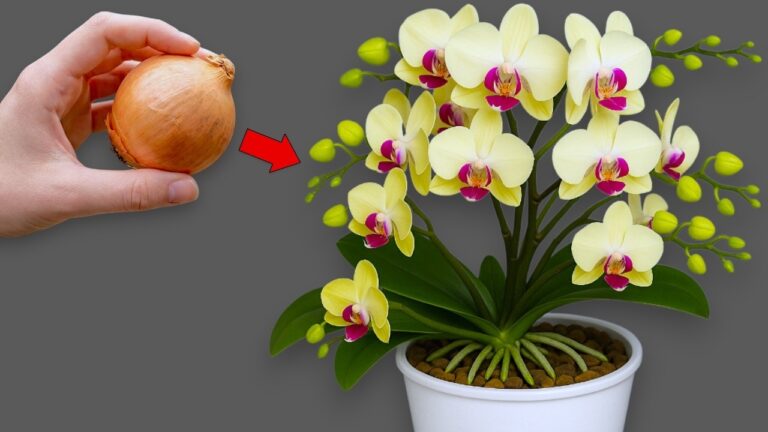 Fiorisci tutto l’anno: 1 cipolla per le tue orchidee! Scopri il segreto.