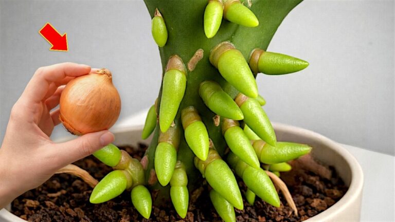 Scopri 5 trucchi per far fiorire la tua orchidea tutto l’anno!