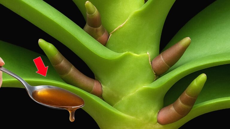5 segreti per far radicare le orchidee in fretta e senza sforzo