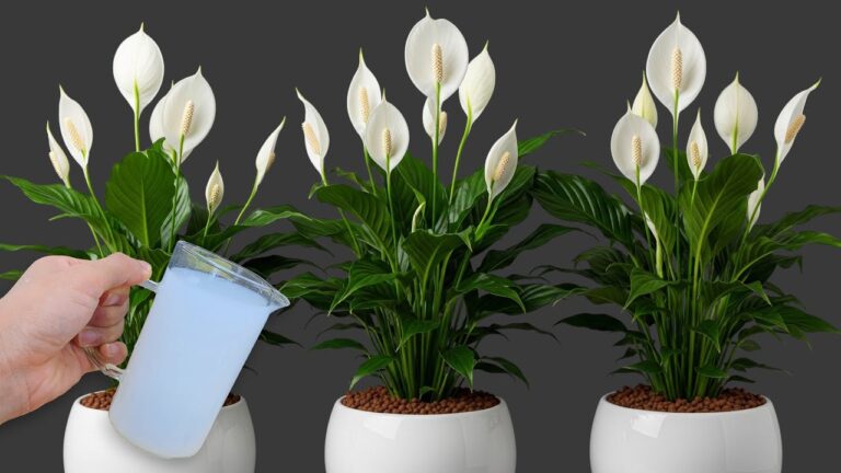 Scopri 1 modo per avere fiori sempre in casa senza farli appassire!
