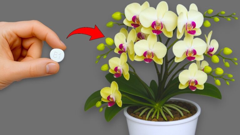 5 trucchi per far fiorire le tue orchidee tutto l’anno! Scopri i segreti!
