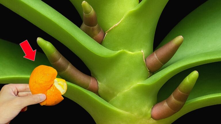 Fai fiorire le orchidee tutto l’anno con 1 solo frutto e scopri come!