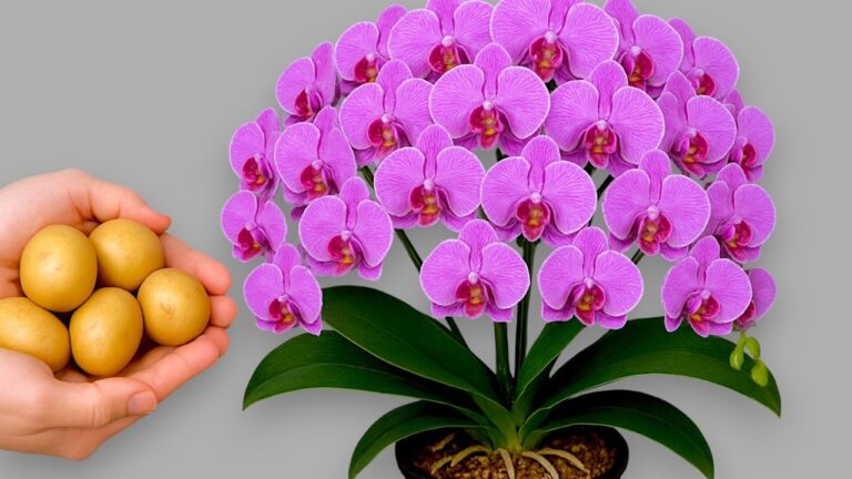 1001 radici di orchidee: scopri il segreto per fiori straordinari!