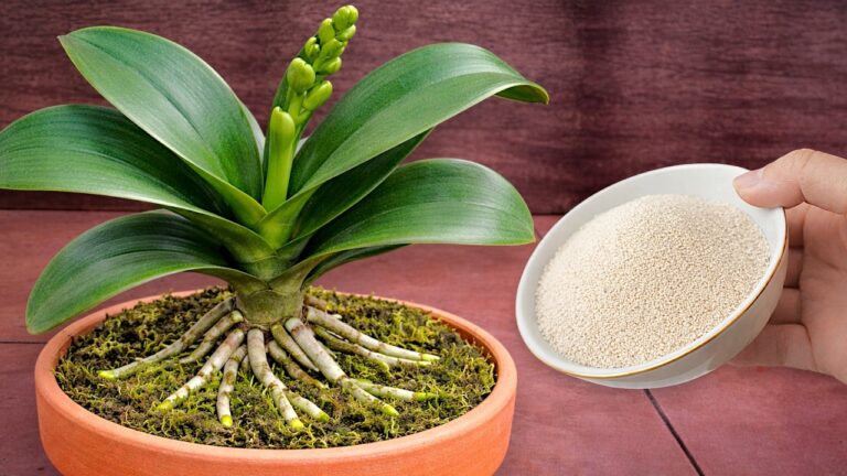 Fai fiorire le tue orchidee: 1 cucchiaino, 1001 radici e fiori spettacolari!