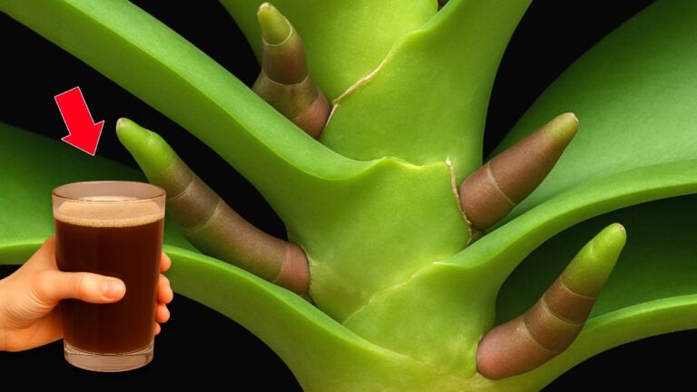 5 semplici trucchi per far fiorire le orchidee tutto l’anno!