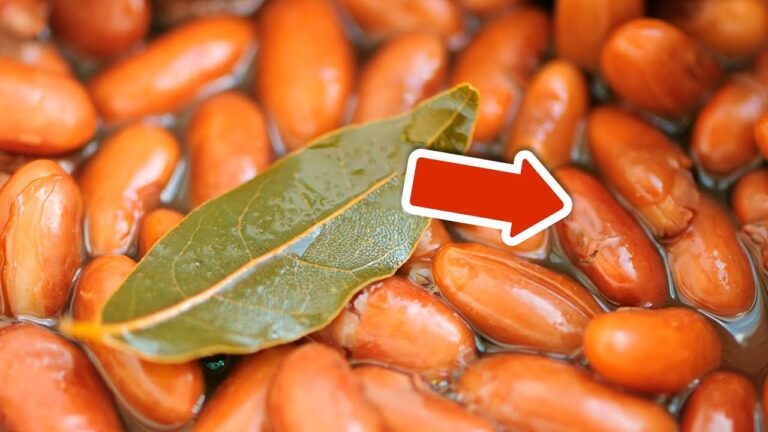 Scopri 5 motivi per aggiungere un foglia di alloro alla tua zuppa!