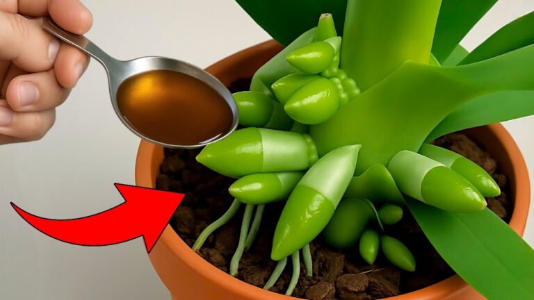 5 segreti per far fiorire le tue orchidee tutto l’anno! Scopri come!