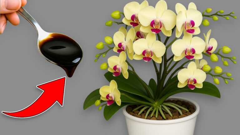 Scopri 1 cucchiaio per far fiorire 100 radici in modo sorprendente!