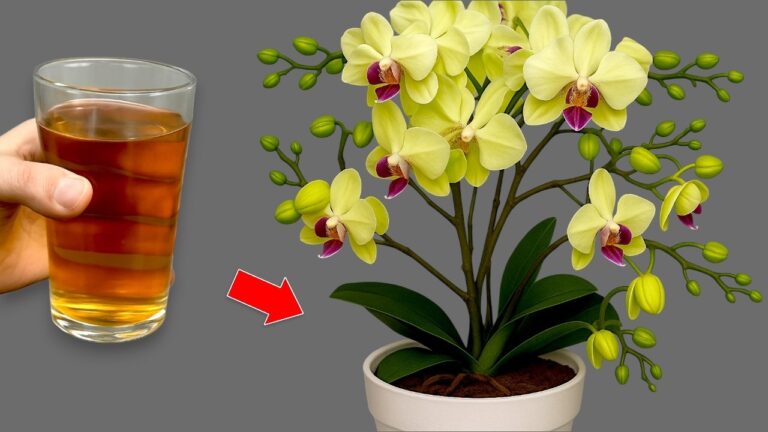 5 segreti per far fiorire le orchidee tutto l’anno in modo facile e veloce