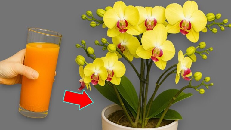Fioriture tutto l’anno: 1 tazza al mese per un giardino splendente!