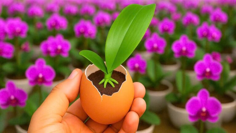 Crescita esplosiva delle orchidee: 1 uovo e 30 giorni per risultati incredibili!