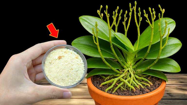 Scopri come far fiorire 100 rami dalla tua orchidea tutto l’anno!