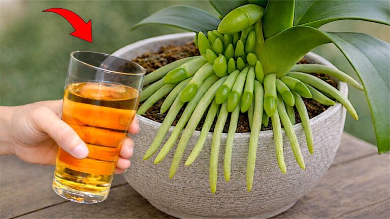 Scopri 5 segreti per far fiorire le tue orchidee in pochi giorni!