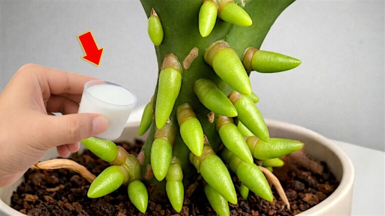 Scopri 7 segreti per far fiorire le tue orchidee in modo straordinario!
