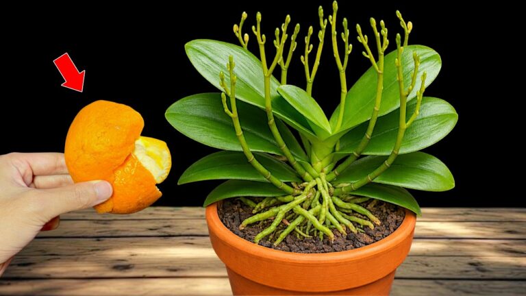 Rivitalizza le tue orchidee con 1 trucco mensile per piante forti e sboccianti!