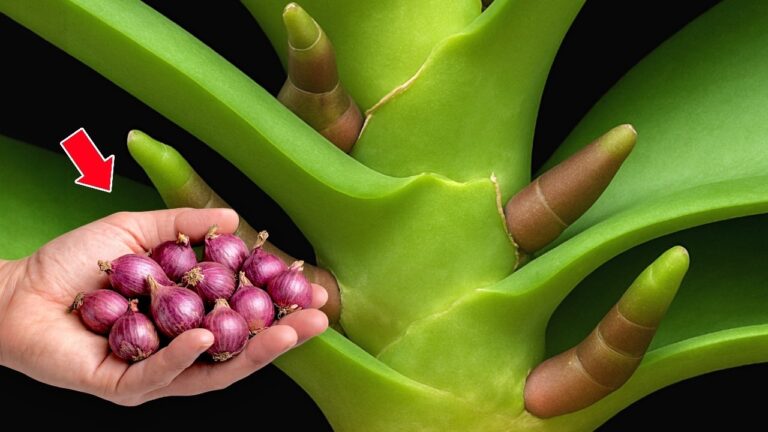 Scopri 5 segreti per far fiorire la tua orchidea e avere 100 radici!