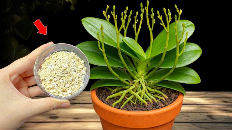 Fai fiorire le tue orchidee: 5 trucchi per radici forti e fioriture costanti!